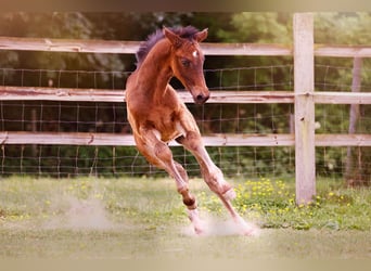 Small German riding horse, Stallion, , 15,2 hh, Smoky-Black