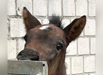 Small German riding horse, Stallion, , 15,2 hh, Smoky-Black