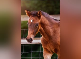 Small German riding horse, Stallion, , 15,2 hh, Smoky-Black