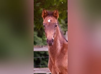 Small German riding horse, Stallion, , 15,2 hh, Smoky-Black