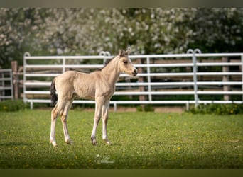 Small German riding horse, Stallion, Foal (04/2026), 16 hh, Buckskin
