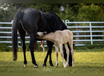 Small German riding horse, Stallion, Foal (04/2026), 16 hh, Buckskin