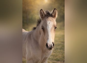 Small German riding horse, Stallion, Foal (04/2026), 16 hh, Buckskin