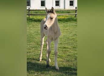 Small German riding horse, Stallion, Foal (04/2026), 16 hh, Buckskin