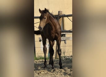 Small German riding horse, Stallion, Foal (01/2026), 16 hh, Dun