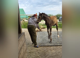Small German riding horse, Stallion, Foal (01/2026), 16 hh, Dun
