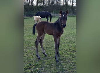 Small German riding horse, Stallion, Foal (03/2025), 16 hh, Smoky-Black