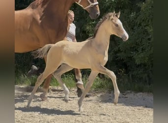 Small German riding horse, Stallion, Foal (05/2026), Buckskin