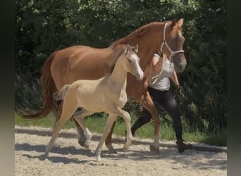 Small German riding horse, Stallion, Foal (05/2026), Buckskin