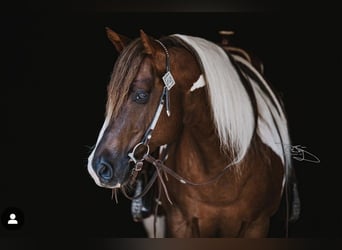 Quarter pony, Étalon, 13 Ans, 143 cm, Tobiano-toutes couleurs