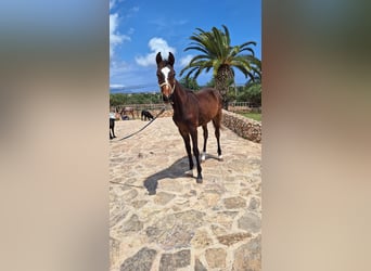 Snelheidsrackpaard, Hengst, 2 Jaar, 157 cm, Donkerbruin