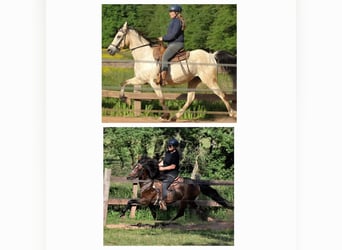 Snelheidsrackpaard, Hengst, 7 Jaar, 156 cm, Buckskin