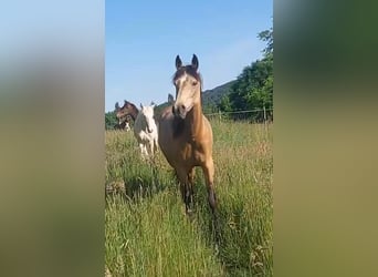 Snelheidsrackpaard, Hengst, 7 Jaar, 156 cm, Buckskin