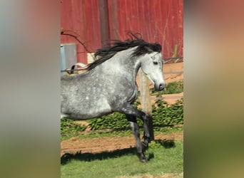 Snelheidsrackpaard, Hengst, 7 Jaar, 156 cm, Buckskin