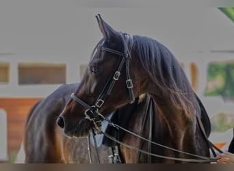 Snelheidsrackpaard, Merrie, 13 Jaar, 150 cm, Donkerbruin