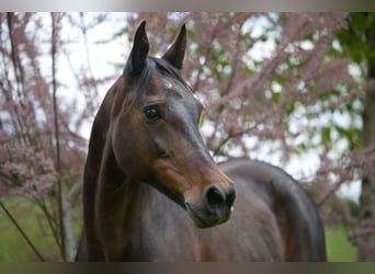 Snelheidsrackpaard, Merrie, 13 Jaar, 150 cm, Donkerbruin