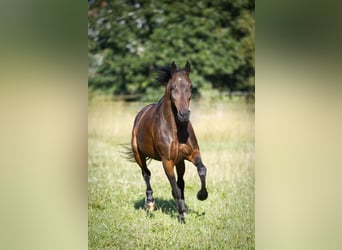 Snelheidsrackpaard, Merrie, 13 Jaar, 150 cm, Donkerbruin