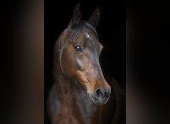 Snelheidsrackpaard, Merrie, 13 Jaar, 150 cm, Donkerbruin