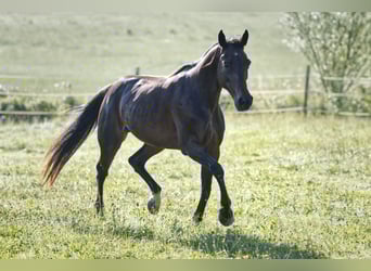 Snelheidsrackpaard, Merrie, 13 Jaar, 150 cm, Donkerbruin