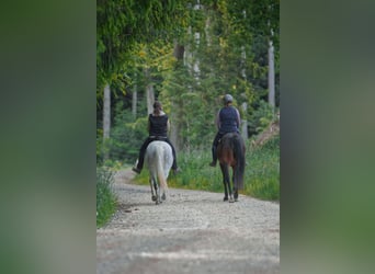 Snelheidsrackpaard, Merrie, 13 Jaar, 150 cm, Donkerbruin