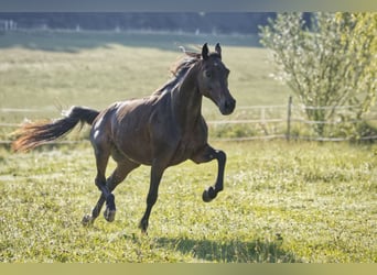 Snelheidsrackpaard, Merrie, 13 Jaar, 150 cm, Donkerbruin