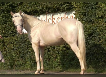 Snelheidsrekpaard, Hengst, 7 Jaar, 156 cm, Buckskin