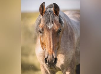 Snelheidsrekpaard, Hengst, 12 Jaar, 160 cm, Roan-Bay