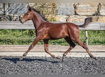Snelheidsrekpaard, Hengst, Veulen (05/2026), 160 cm, Bruin