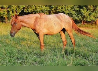 Snelheidsrekpaard, Merrie, 3 Jaar, 158 cm, Roan-Red