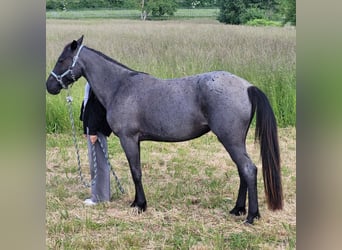 Snelheidsrekpaard, Merrie, 4 Jaar, 138 cm, Roan-Blue