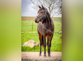 Snelheidsrekpaard, Merrie, 4 Jaar, 158 cm, Donkerbruin