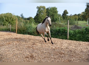 Snelheidsrekpaard, Merrie, 5 Jaar, 145 cm, Buckskin