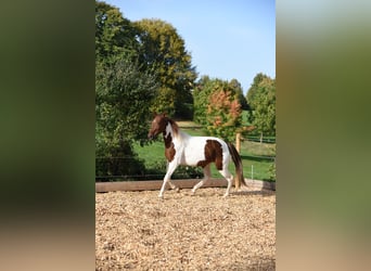 Snelheidsrekpaard, Merrie, 5 Jaar, 152 cm, Gevlekt-paard