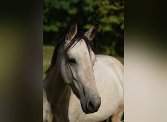 Snelheidsrekpaard, Merrie, 5 Jaar, 153 cm, Bruin