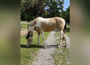 Snelheidsrekpaard, Merrie, 6 Jaar, 158 cm, Buckskin