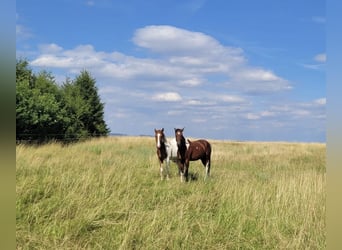 Snelheidsrekpaard, Ruin, 3 Jaar, 155 cm, Gevlekt-paard