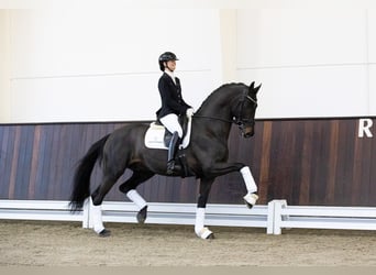 Oldenbourg, Étalon, 7 Ans, 173 cm, Bai brun foncé