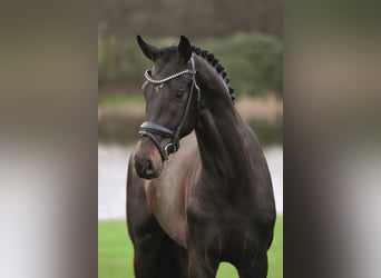 Oldenburger, Hengst, 7 Jaar, 173 cm, Zwartbruin