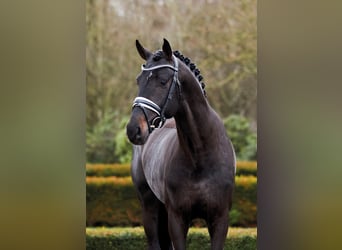 Oldenburger, Hengst, 7 Jaar, 173 cm, Zwartbruin