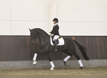 Oldenburger, Hengst, 7 Jaar, 173 cm, Zwartbruin