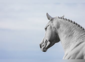 Kleines Deutsches Reitpferd, Hengst, 13 Jahre, 155 cm, Cremello