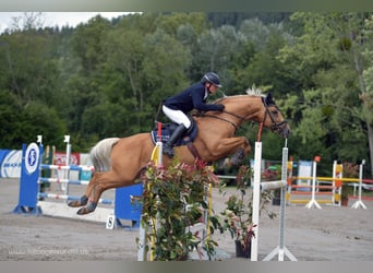 Kleines Deutsches Reitpferd, Hengst, 13 Jahre, 158 cm, Palomino