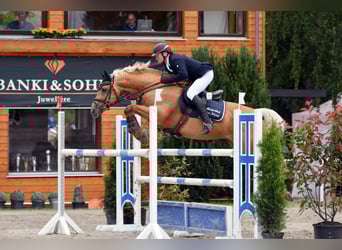 Kleines Deutsches Reitpferd, Hengst, 13 Jahre, 158 cm, Palomino