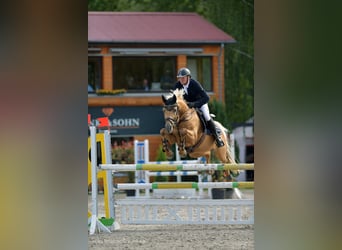 Kleines Deutsches Reitpferd, Hengst, 13 Jahre, 158 cm, Palomino