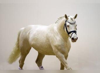 Caballo de equitación alemán pequeño, Semental, 14 años, 155 cm, Cremello