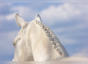 Kleines Deutsches Reitpferd, Hengst, 16 Jahre, 155 cm