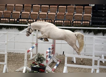 Kleines Deutsches Reitpferd, Hengst, 16 Jahre, 155 cm