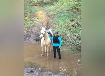 Kleines Deutsches Reitpferd, Hengst, 16 Jahre, 155 cm