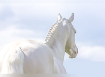 Mały koń niemiecki, Ogier, 14 lat, 155 cm, Cremello