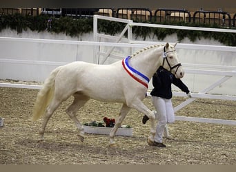 Mały koń niemiecki, Ogier, 14 lat, 155 cm, Cremello